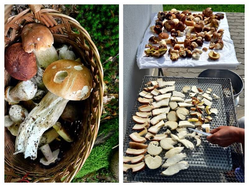 Как сушить белые грибы в духовке и сушилке: видео, фото и способы того, как подготовить