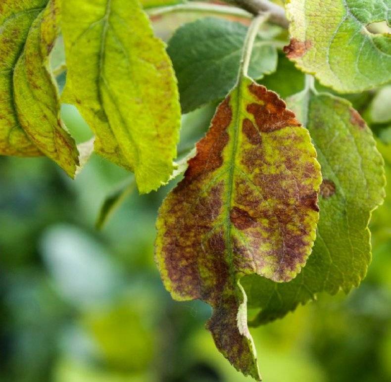 Когда желтеют листья на черешне: причины и методы борьбы