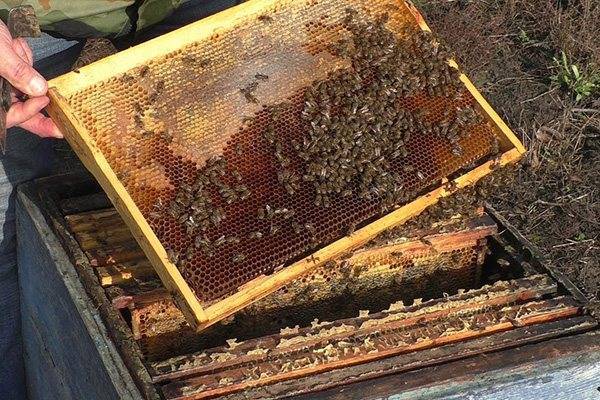 Объединение пчелиных семей перед медосбором