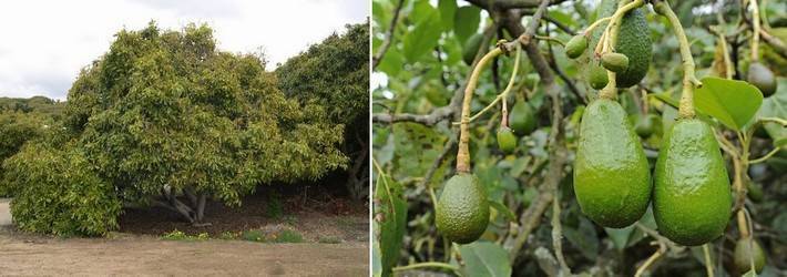 Как правильно посадить и вырастить авокадо из косточки в домашних условиях