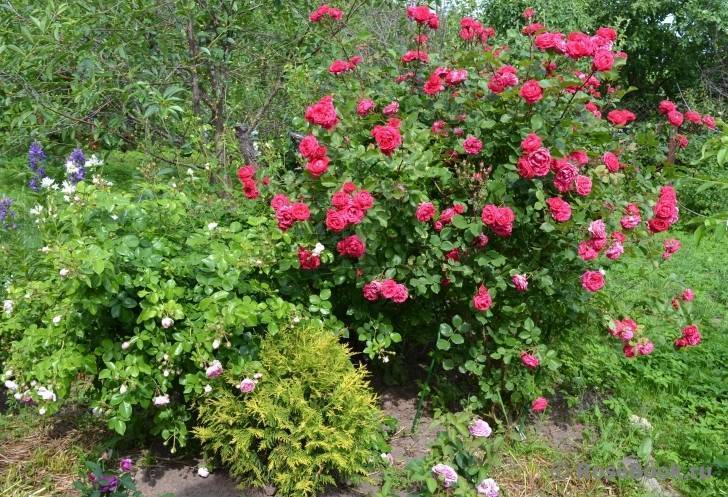 Роза «александр маккензи»: описание сорта, фото и отзывы
