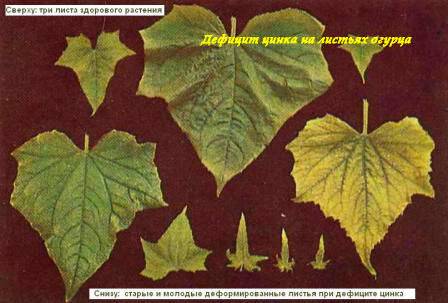 Как выглядят листья огурцов при нехватке микроэлементов фото и описание