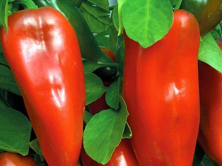 Сорта перца – топ-65 сортов 2022 года | огородникам инфо