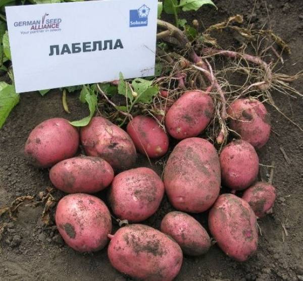 Характеристика сорта картофеля Лабелла