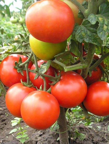 Лучшие сорта томатов (помидор) на 2022 год для теплиц из поликарбоната и открытого грунта