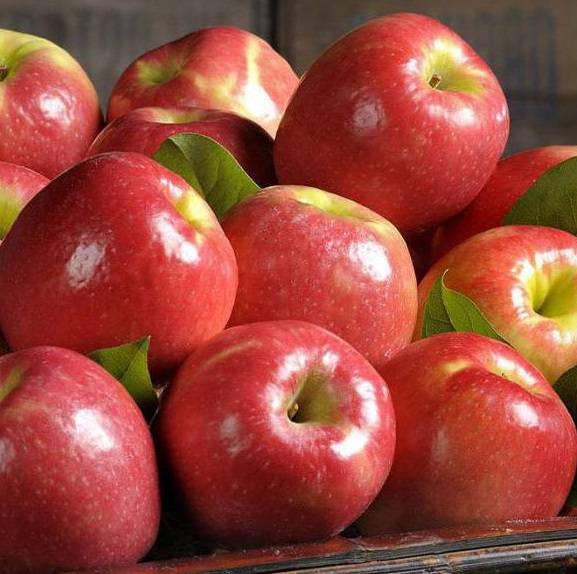 Описание сорта яблок кортланд с подробной характеристикой