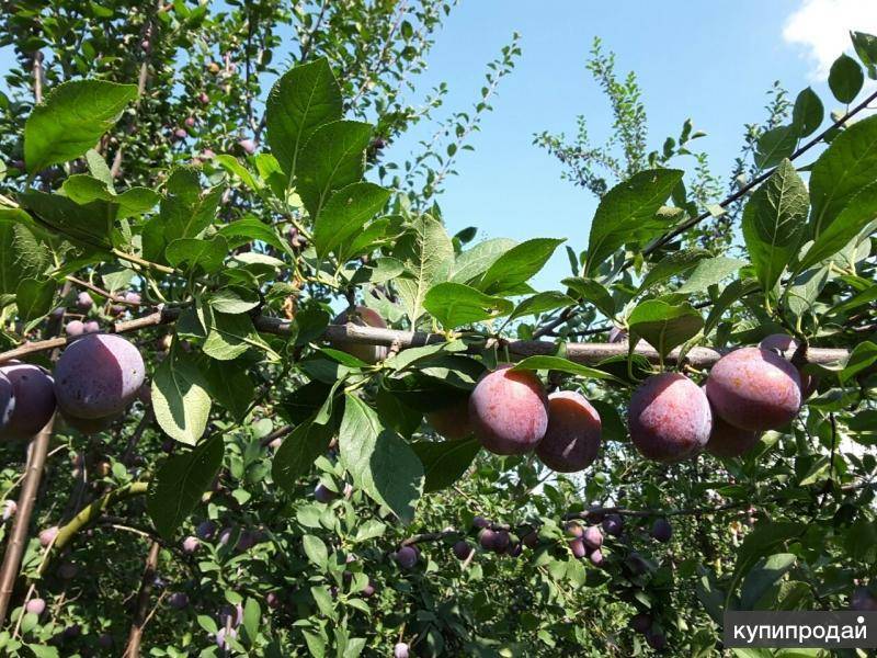 Слива кабардинская описание сорта фото отзывы. Слива сорт Кабардинка. Слива Кабардинка дерево.