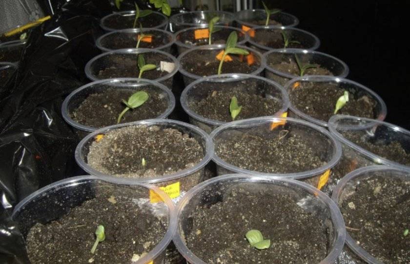 Как посадить дыню, как подготовить семена и вырастить рассаду