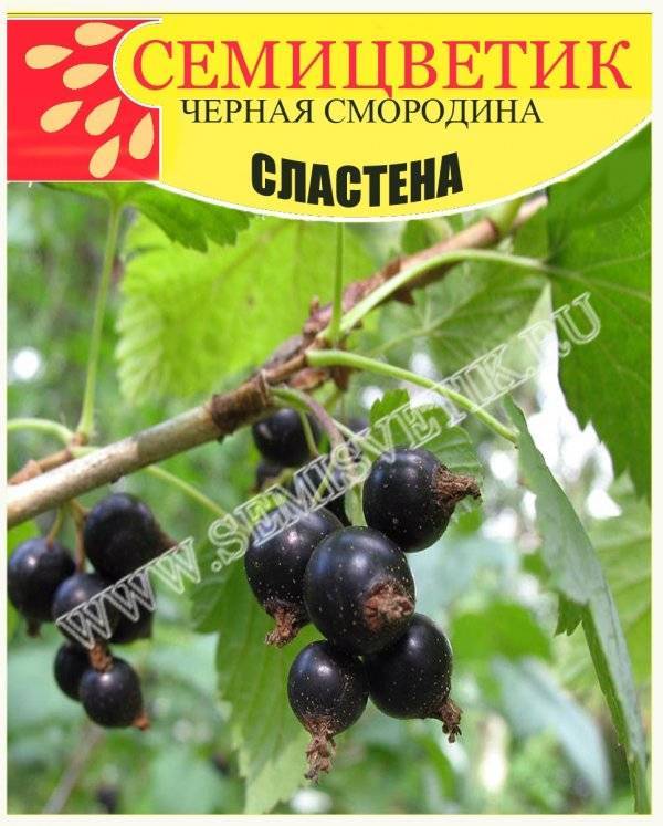Чёрная смородина экзотика: описание и характеристика сорта, достоинства и недостатки, особенности посадки и ухода + фото и отзывы