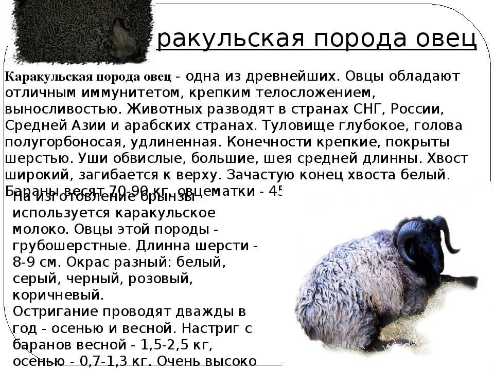 Популярность романовской породы овец