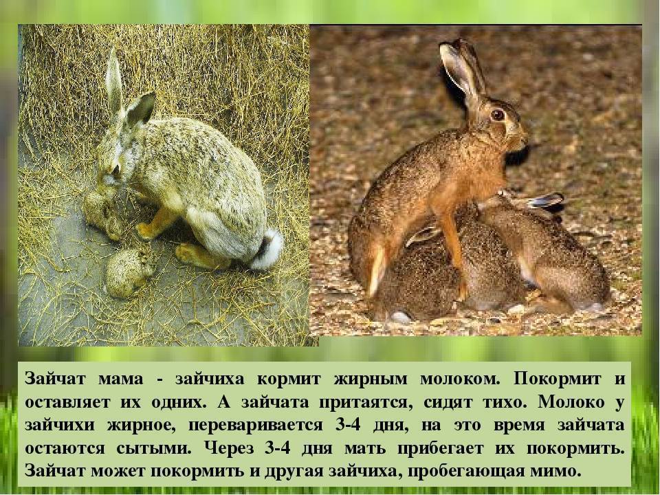В поле еще снег а у зайчихи уже родятся зайчата план текста 2 класс