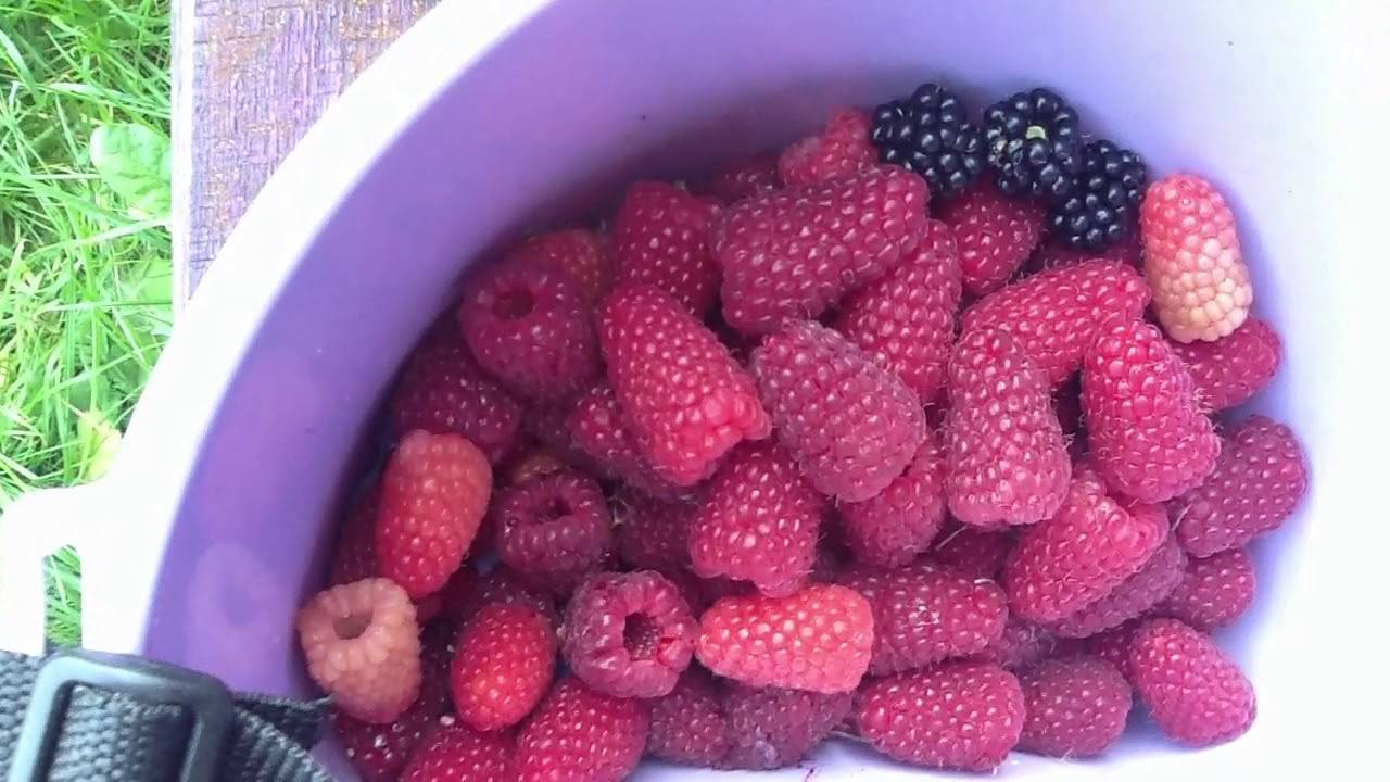 Малина брянское диво, посадка и уход. сорт малины брянское диво: описание, выращивание, фото