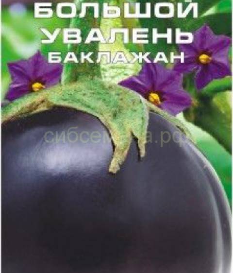 Баклажаны скороспелые сорта для сибири: обзор сортов с описанием