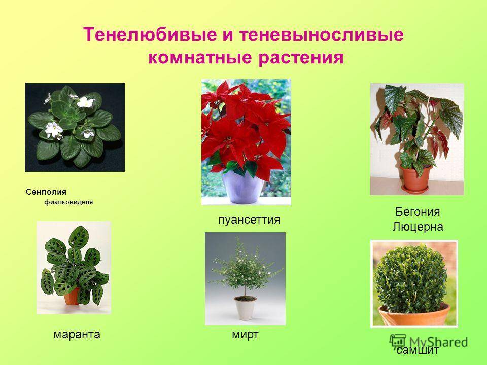 Живые комнатные растения фото и названия
