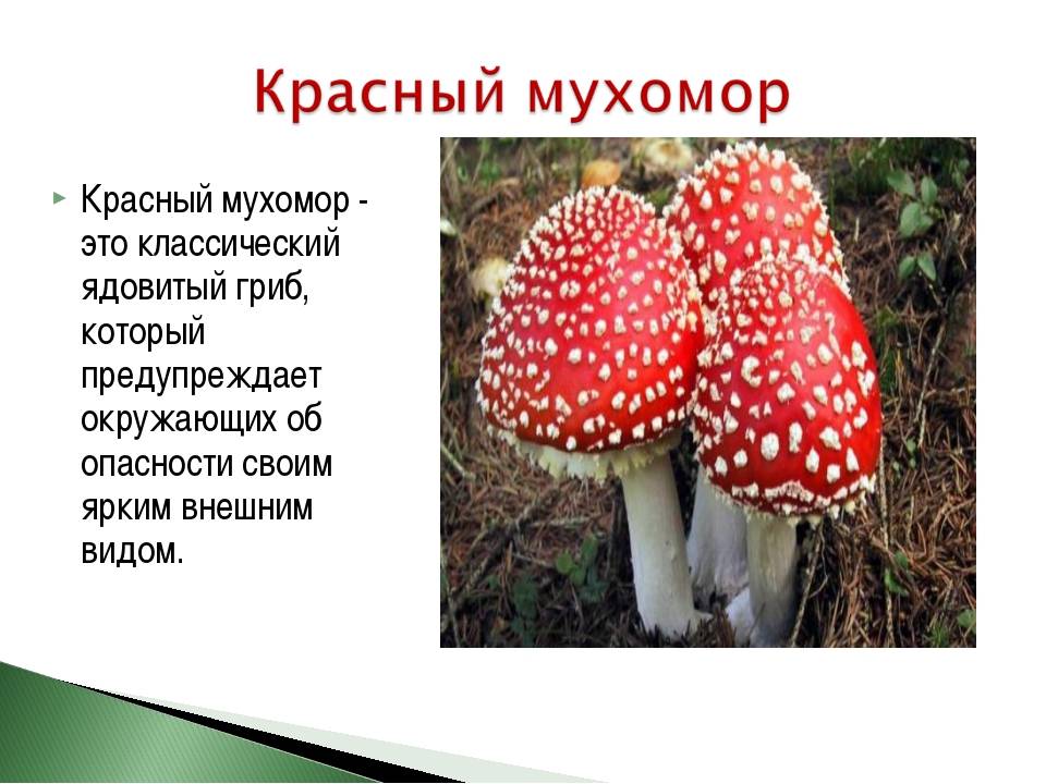Мухомор красный: где растет, употребление, лечебные свойства