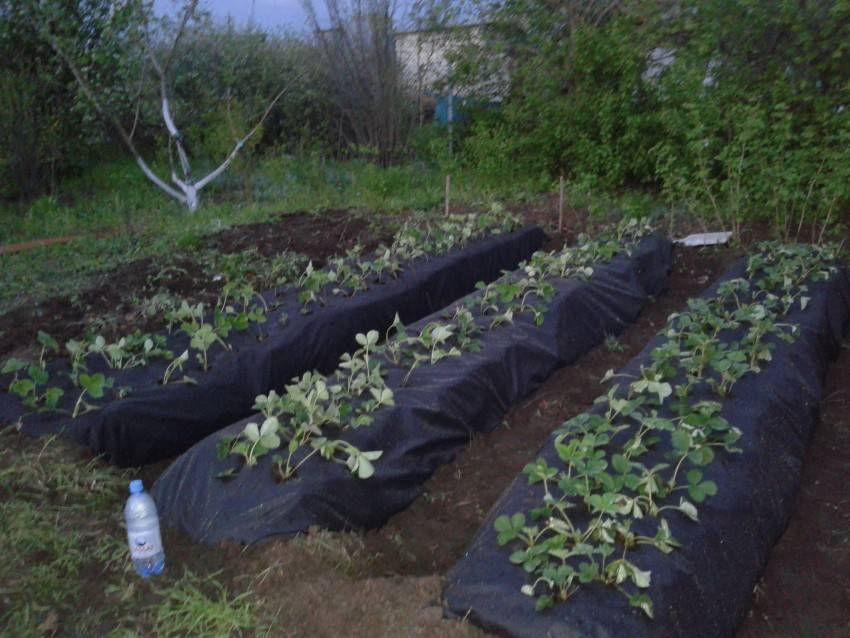 Как посадить клубнику под черный укрывной материал