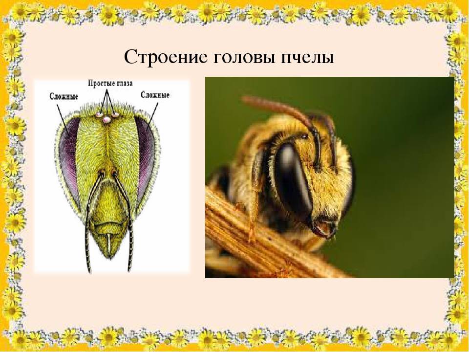 Строение шмеля схема