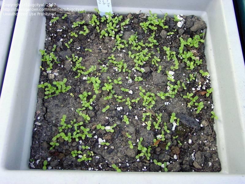 Выращивание астры из семян в домашних условиях