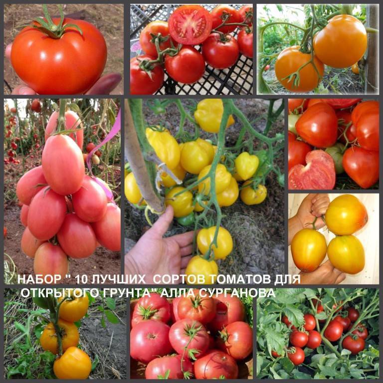 Сорта помидоров для открытого грунта — описание наиболее популярных, выращивание и уход, рейтинг, характеристика помидоров