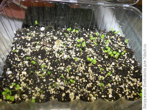 Петуния: выращивание из семян, когда сажать, уход за рассадой в домашних условиях