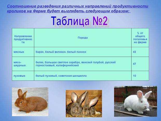 Разведение кроликов как бизнес: выгодно или нет, план кролиководческой фермы с расчетами, плюсы и минусы выращивания, рентабельность и видео для начинающих