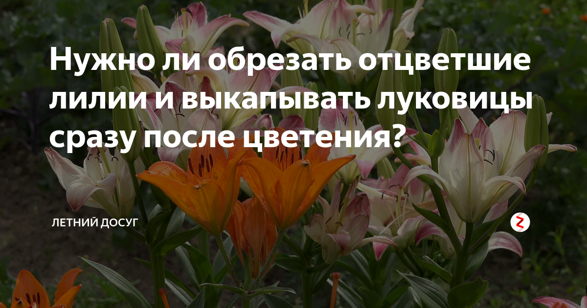 Когда откроют лилии. Лилии отцвели. Лилия после цветения. Лилии обрезка. Надо ли обрезать лилии после цветения.