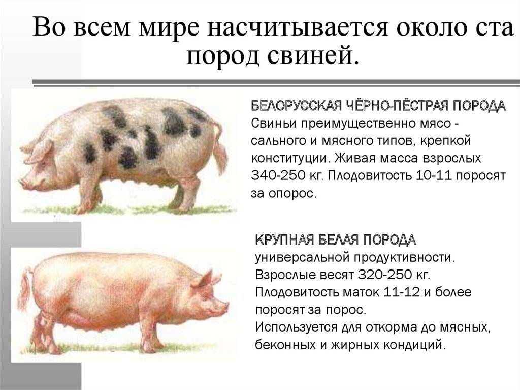 Описание различных пород свиней — универсальных, мясных и сальных, фотографии и интересные факты
