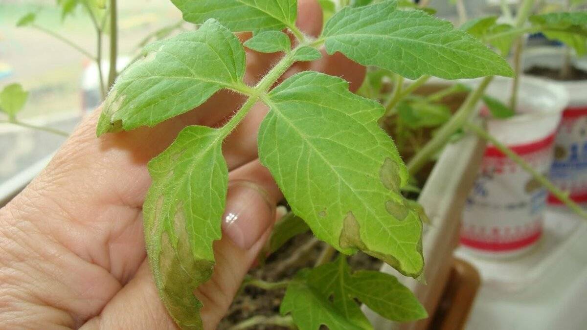 Почему вянет рассада помидор на подоконнике и скручиваются листья