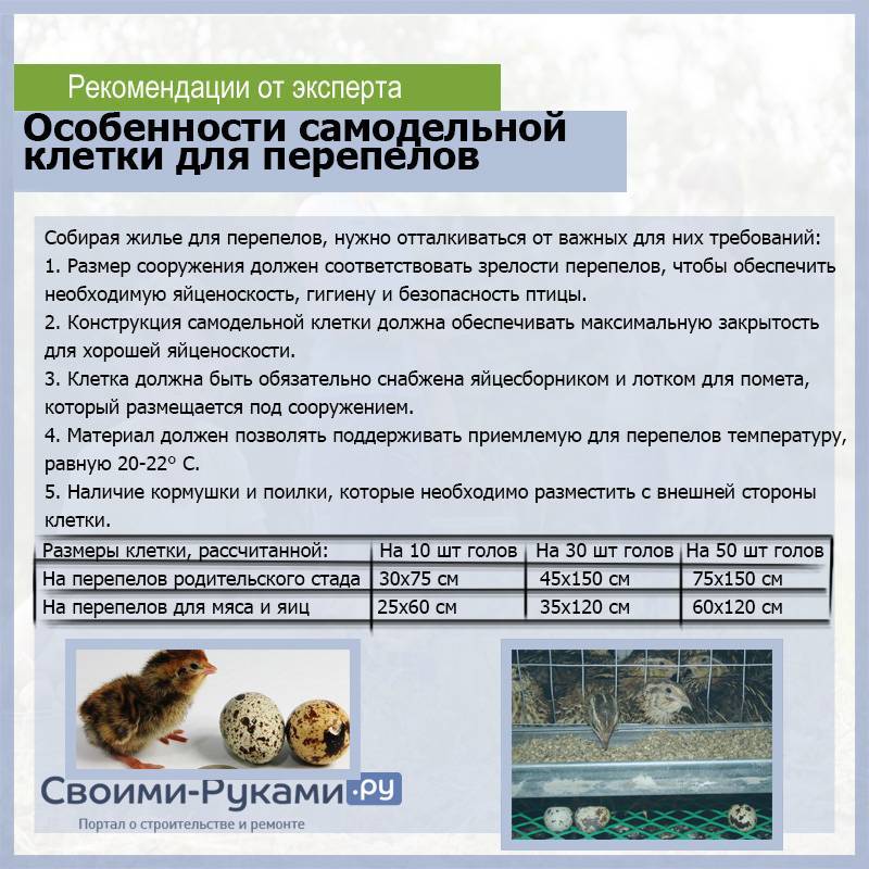 Чем кормить перепелов: в домашних условиях, с первых дней жизни