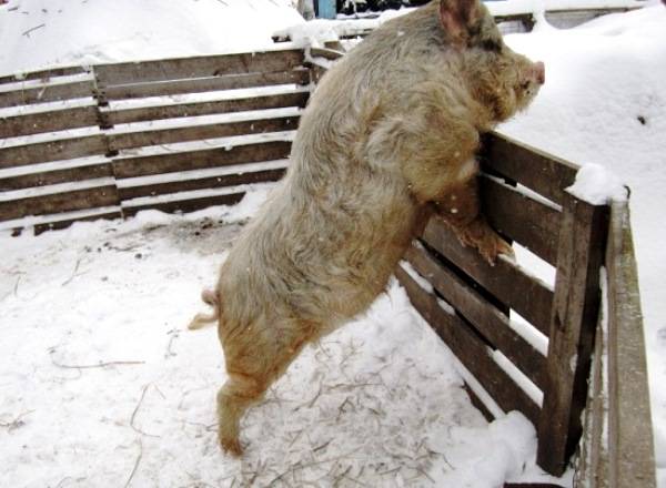 Кармал. — породы свиней — форум