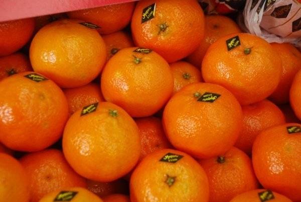 Марокканские мандарины: вкус, польза, как выбрать | все очень просто