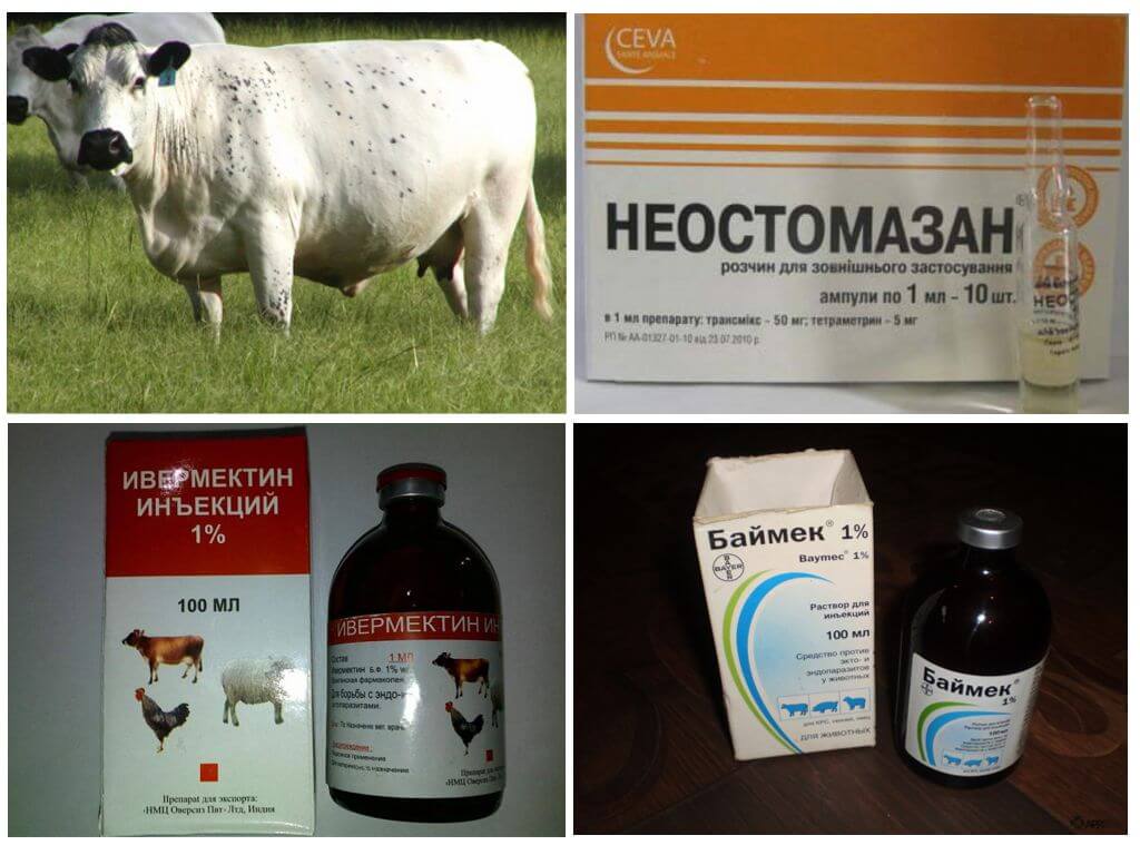 Псороптоз у коров - болезни коров