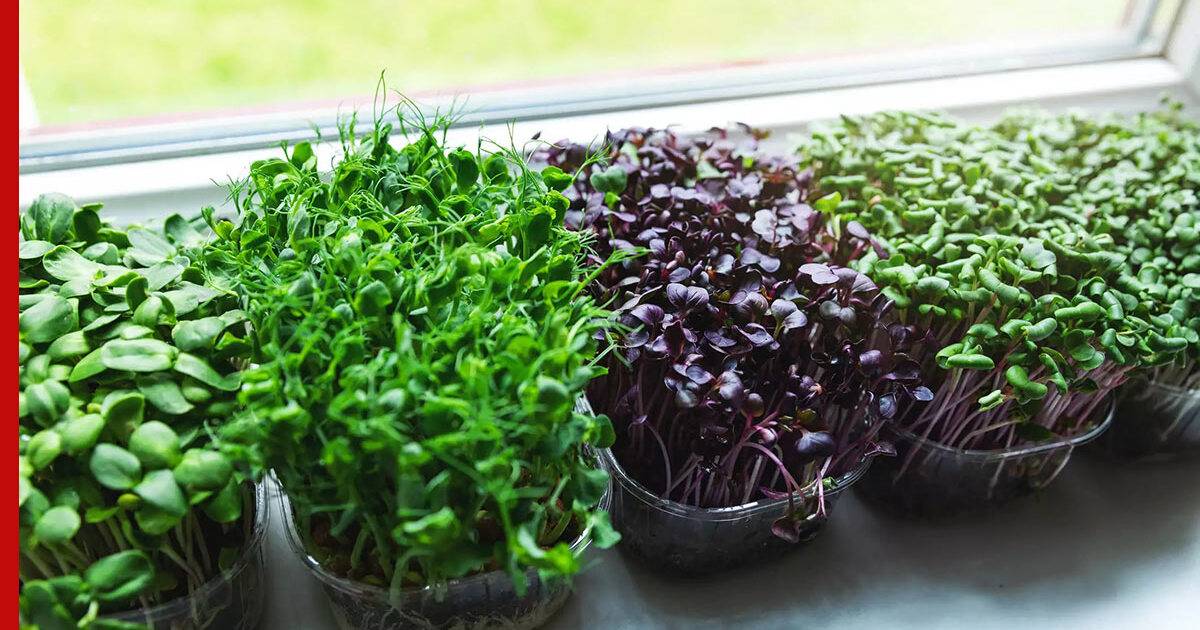 Как вырастить зелень на подоконнике в квартире круглый год: укроп, петрушка, лук, перец