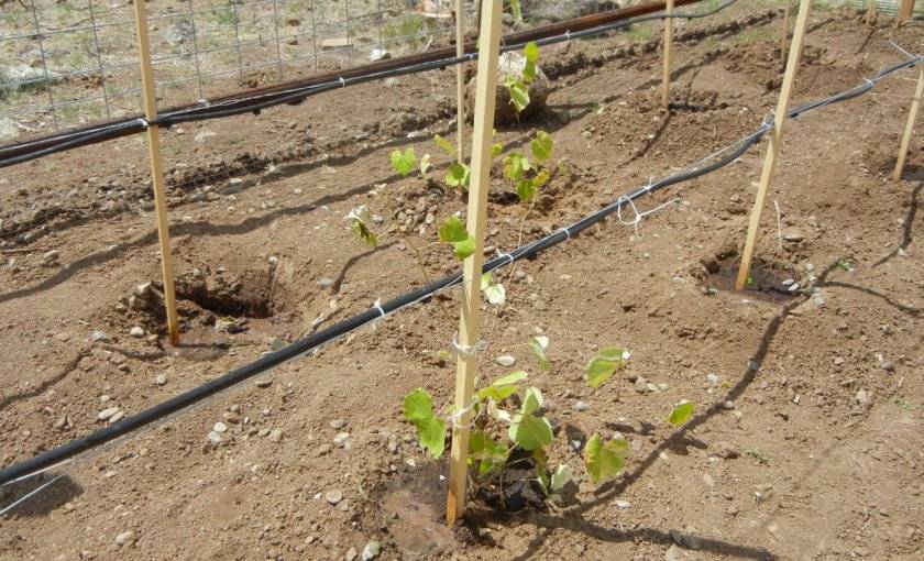 Полив винограда летом для повышения урожайности