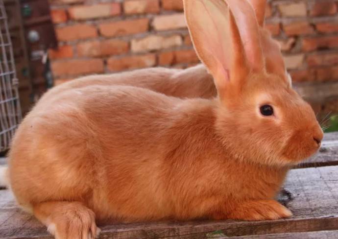 Декоративные кролики: маленький рыжий и белый с голубыми глазами