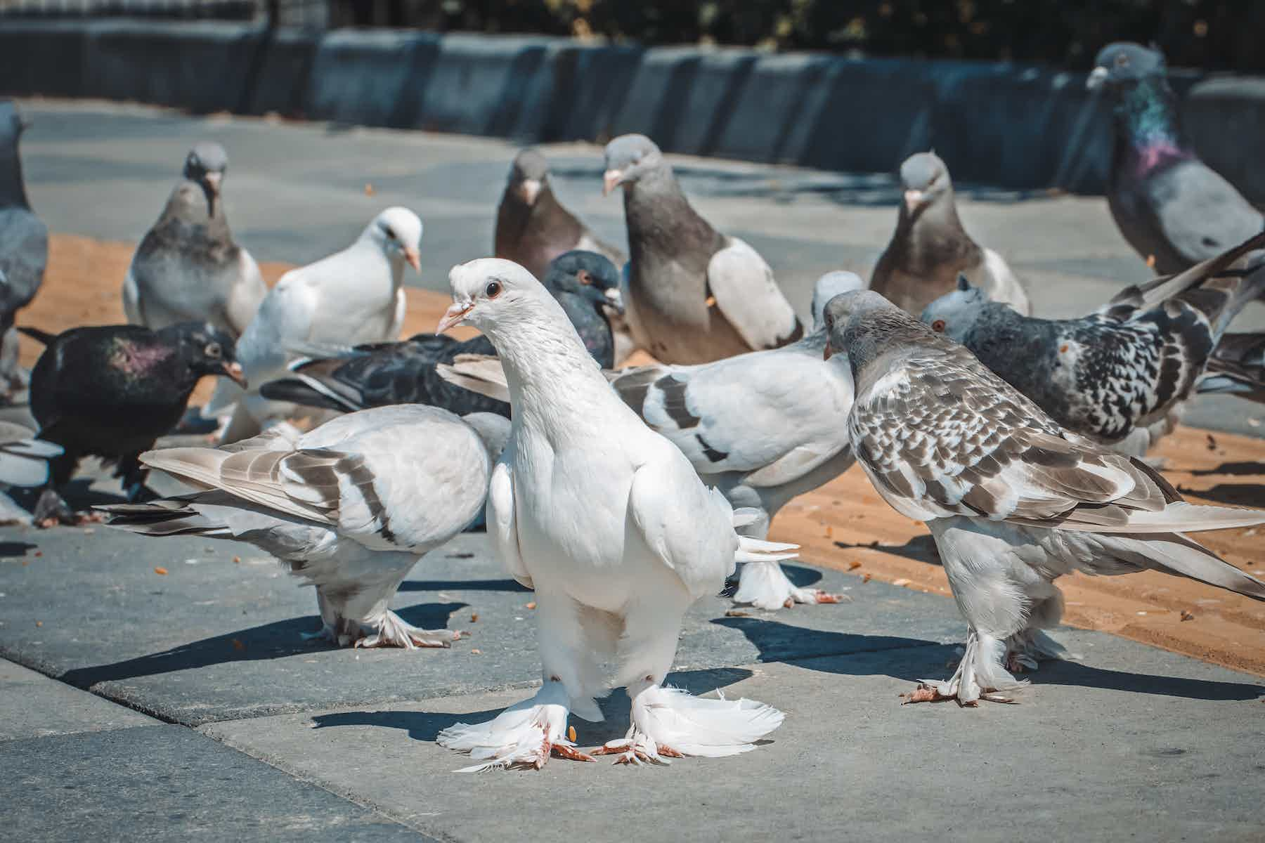 Бухарские голуби фото