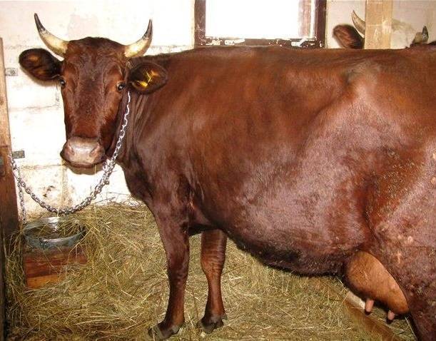 Красногорбатовская порода коров: характеристика, разведение, уход