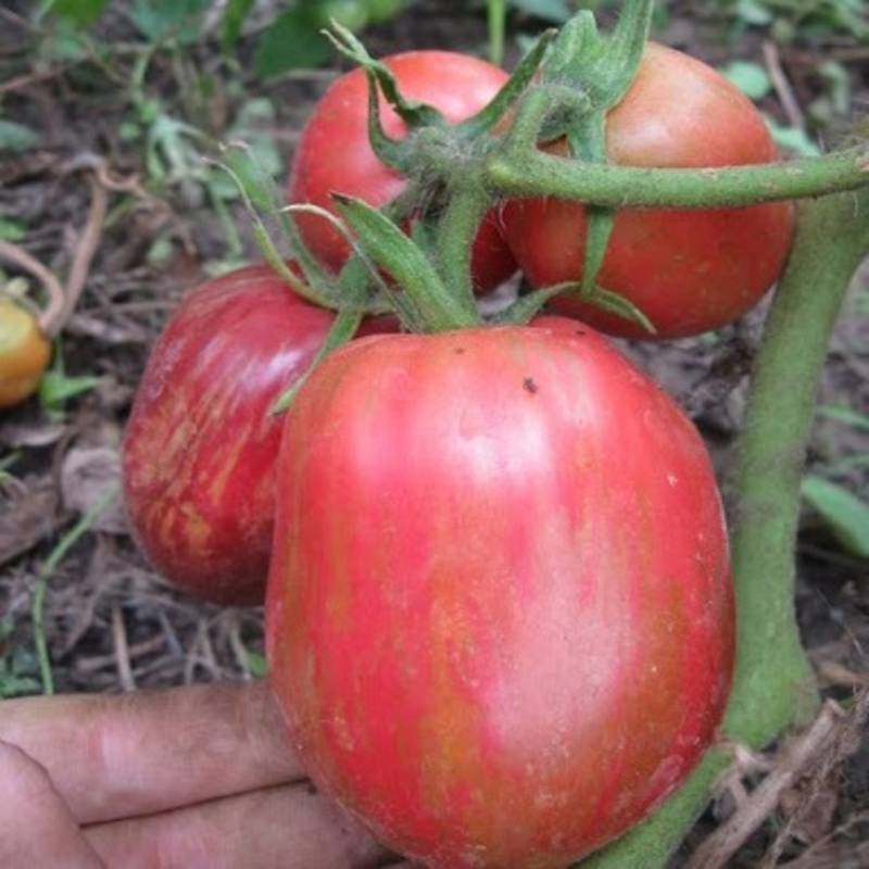 Крупные сорта помидоров для открытого грунта с фото