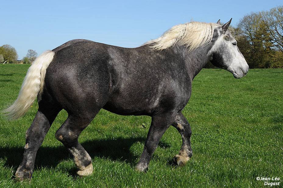 Лошади породы першерон: фото и описание