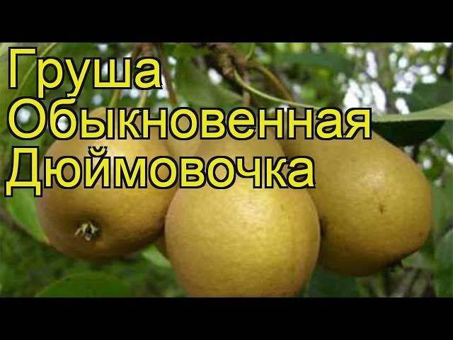 Сорт груши дюймовочка фото и описание сорта фото