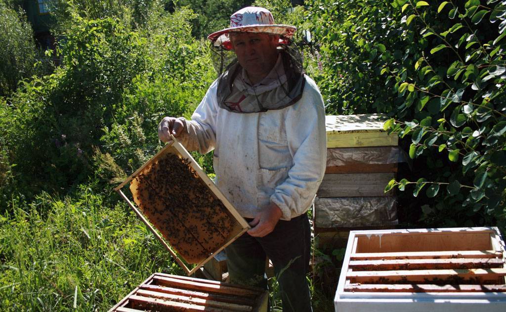 Цели объединения пчелиных семей в осенний период.