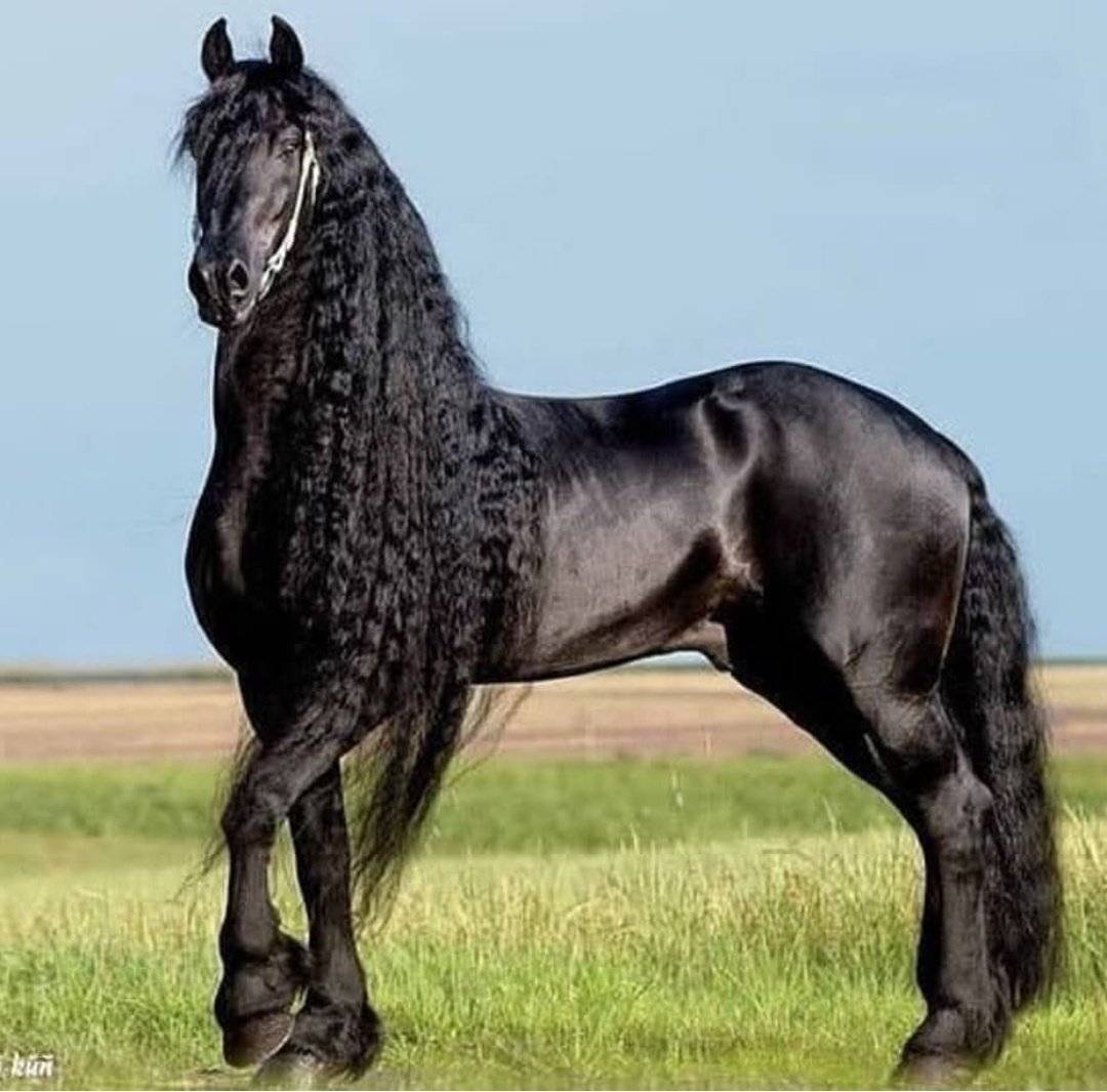 Фризская лошадь: описание с фото, экстерьер, характер