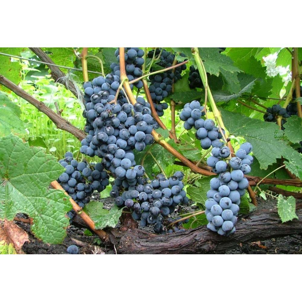 Виноград "альфа": описание сорта, фото, отзывы