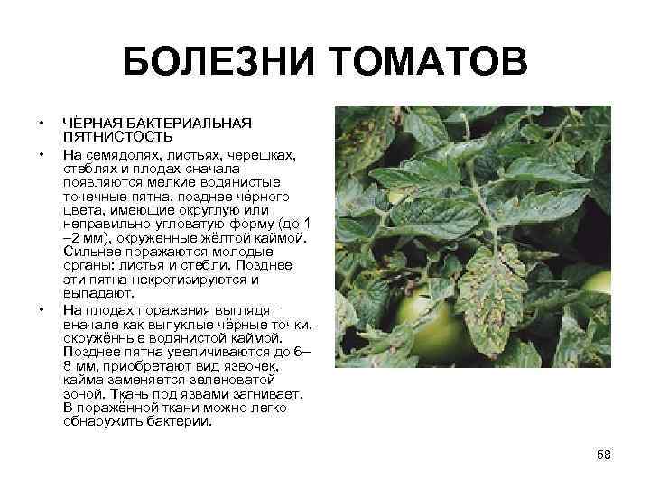Чем обработать рассаду помидор от болезней дома — распишем все нюансы