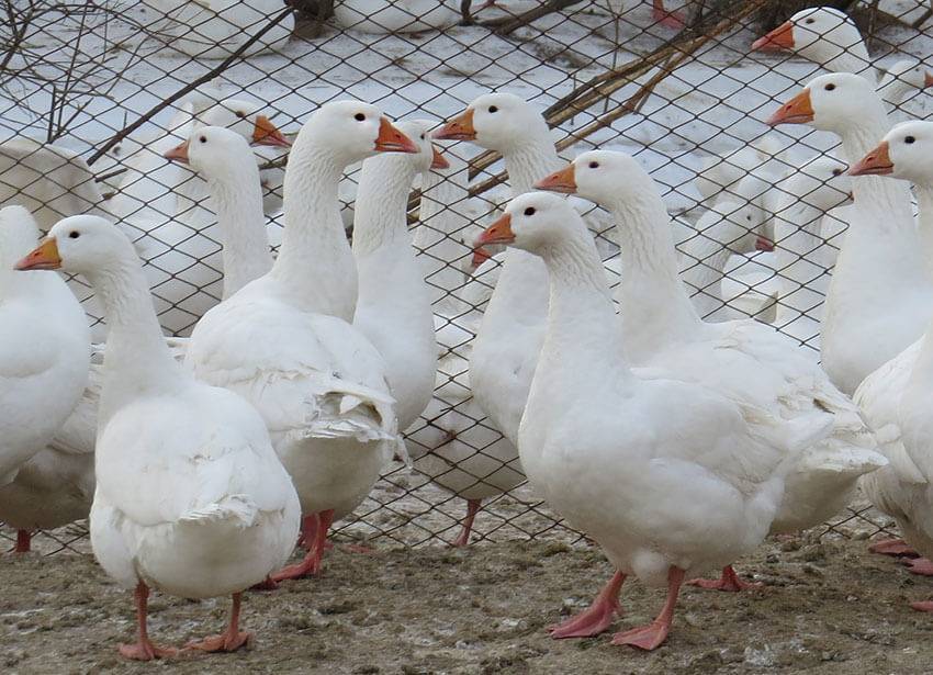 ᐉ губернаторские гуси: описание породы, содержание и уход, фото - zookovcheg.ru