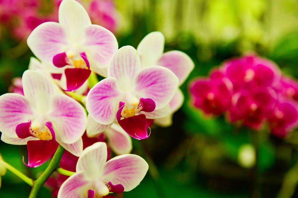 Орхидея: уход в домашних условиях, полив орхидей, пересадка орхидей, размножение и болезни