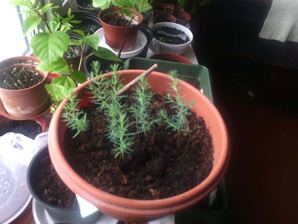 Как вырастить кипарис из семян в домашних условиях? правила и нюансы выращивания дома