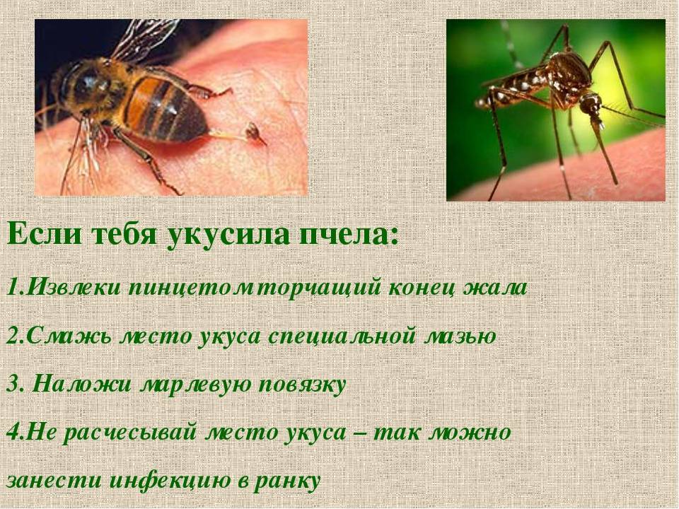 Аллергия на укусы насекомых