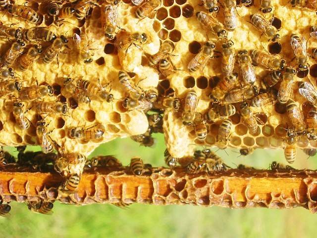 Пчелиная матка: описание, как выглядит, выведение и развитие, фото, видео – med-pochtoi.ru