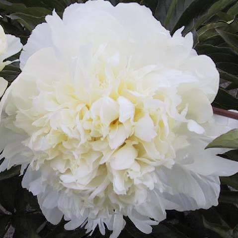 Пион уайт отзывы. Пион Чарли Вайт. Пион (Paeonia) Charlies White.